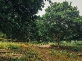 Kakao koku plantācija Ganā - 7