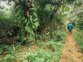 Kakao koku plantācija Ganā - 8
