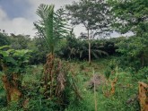 Kakao koku plantācija Ganā - 9