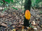 Kakao koku plantācija Ganā - 10