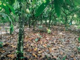 Kakao koku plantācija Ganā - 11