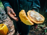 Kakao koku plantācija Ganā - 12