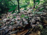 Kakao koku plantācija Ganā - 14