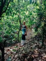 Kakao koku plantācija Ganā - 15