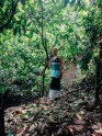 Kakao koku plantācija Ganā - 16