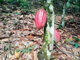 Kakao koku plantācija Ganā - 17