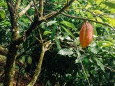 Kakao koku plantācija Ganā - 18
