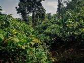 Kakao koku plantācija Ganā - 20