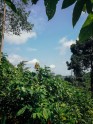 Kakao koku plantācija Ganā - 21