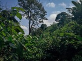 Kakao koku plantācija Ganā - 22