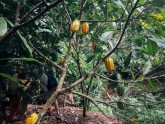 Kakao koku plantācija Ganā - 23