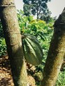 Kakao koku plantācija Ganā - 24