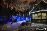 Ziemas naktis Rīgas zoo - 10