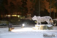 Ziemas naktis Rīgas zoo - 14