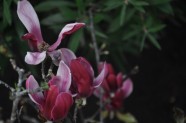 Ziedošais janvāris Salaspils Botāniskajā dārzā  - 3