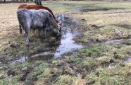 PVD Piltenes pagastā labturības pārkāpumu dēļ izņem dzīvniekus - 2