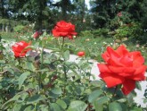 rose of bern2