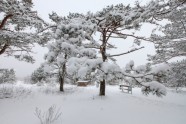 Ziema Ķemeru sanatorijas parkā - 15