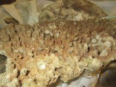 Latvijā aizturēta vairāk nekā 14 tūkstoši kilogramu smaga koraļļu krava - 12