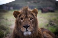 Lauvu tēviņš Saīds - 2