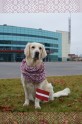Greisa, patriotiskākais suns Latvijā