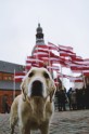 Greisa, patriotiskākais suns Latvijā - 3