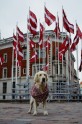 Greisa, patriotiskākais suns Latvijā - 4