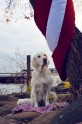 Greisa, patriotiskākais suns Latvijā - 11