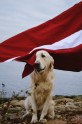 Greisa, patriotiskākais suns Latvijā - 13