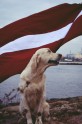 Greisa, patriotiskākais suns Latvijā - 15