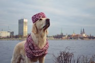 Greisa, patriotiskākais suns Latvijā - 16