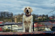 Greisa, patriotiskākais suns Latvijā - 22