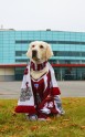 Greisa, patriotiskākais suns Latvijā - 23