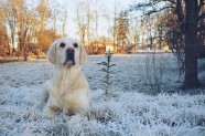 Greisa, patriotiskākais suns Latvijā - 60