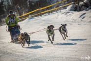 Kamanu suņu sporta sacensības Madonā - 9