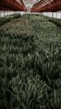 Tulpju audzētava Cēsīs - 9