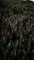 Tulpju audzētava Cēsīs - 15