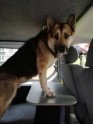 Policisti Ziepniekkalnā atrod noklīdušu suni - 2