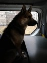 Policisti Ziepniekkalnā atrod noklīdušu suni - 3