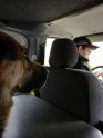 Policisti Ziepniekkalnā atrod noklīdušu suni - 4