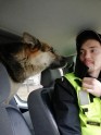 Policisti Ziepniekkalnā atrod noklīdušu suni - 6