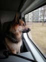 Policisti Ziepniekkalnā atrod noklīdušu suni - 7