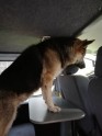 Policisti Ziepniekkalnā atrod noklīdušu suni - 8