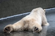 Polārlāču ziemas prieki Berlīnes zoodārzā