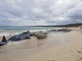 Austrālijas pludmalē miruši vairāk nekā 140 vaļi