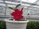 Ziedu audzēšana Getliņu siltumnīcā - 3