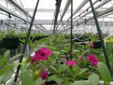 Ziedu audzēšana Getliņu siltumnīcā - 5