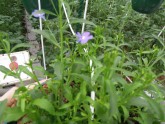 Ziedu audzēšana Getliņu siltumnīcā - 6