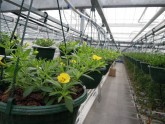 Ziedu audzēšana Getliņu siltumnīcā - 7