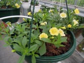 Ziedu audzēšana Getliņu siltumnīcā - 8